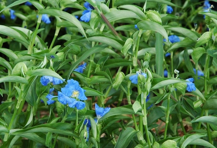 自然の色を染める　家庭でできる植物染 自然の色を染める : 家庭でできる植物染 (吉岡幸雄・福田伝士=監修