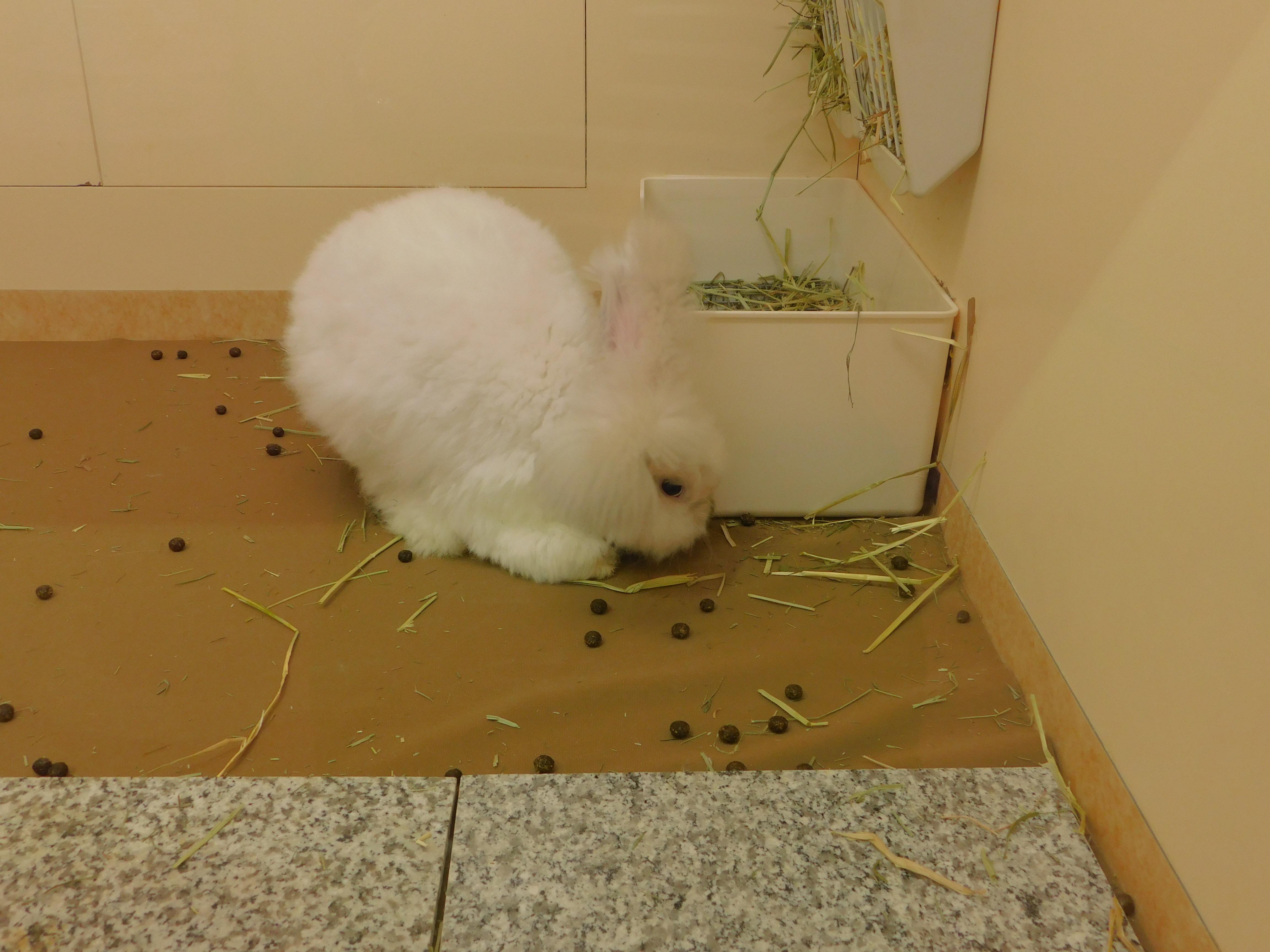 へんないきもの展3 うんこに行ってきた 理系女子応援サービス Rikejo リケジョ