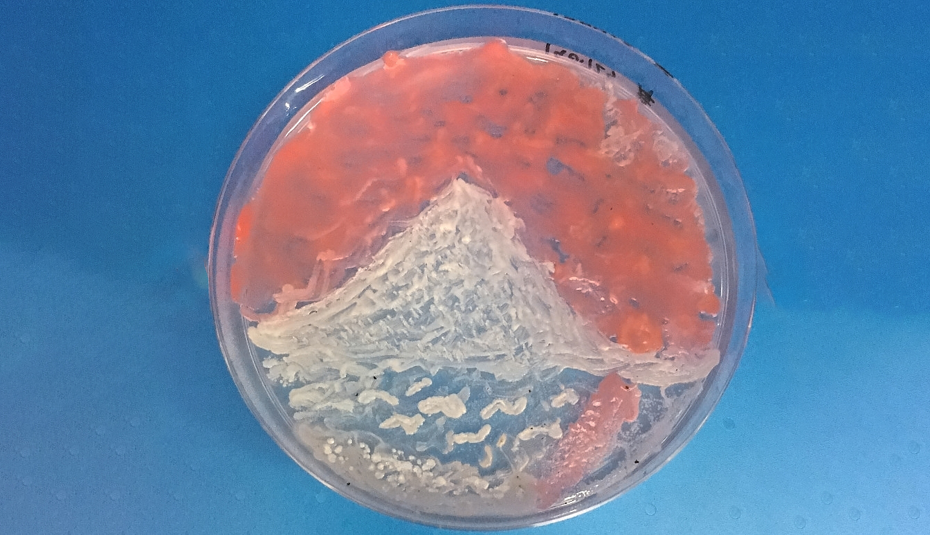 微生物で絵を描く!? 国内初の「微生物アートコンテスト」作品をご紹介